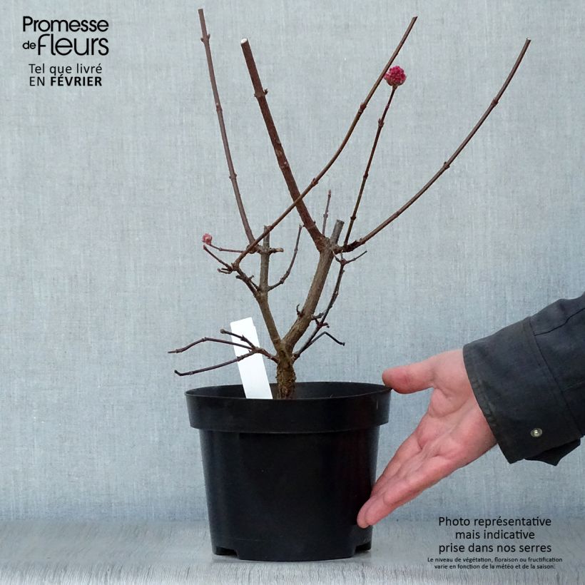 Viburnum bodnantense Charles Lamont Vaso da 3L/4L esemplare consegnato in inverno