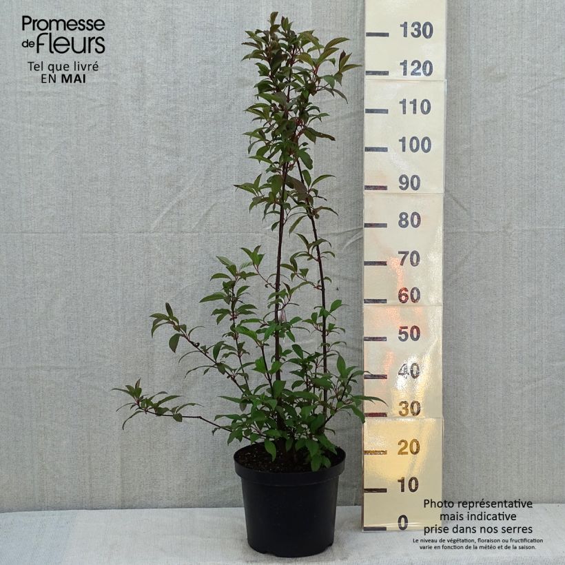 Viburnum bodnantense Dawn Vaso da 6L/7L esemplare consegnato in primavera