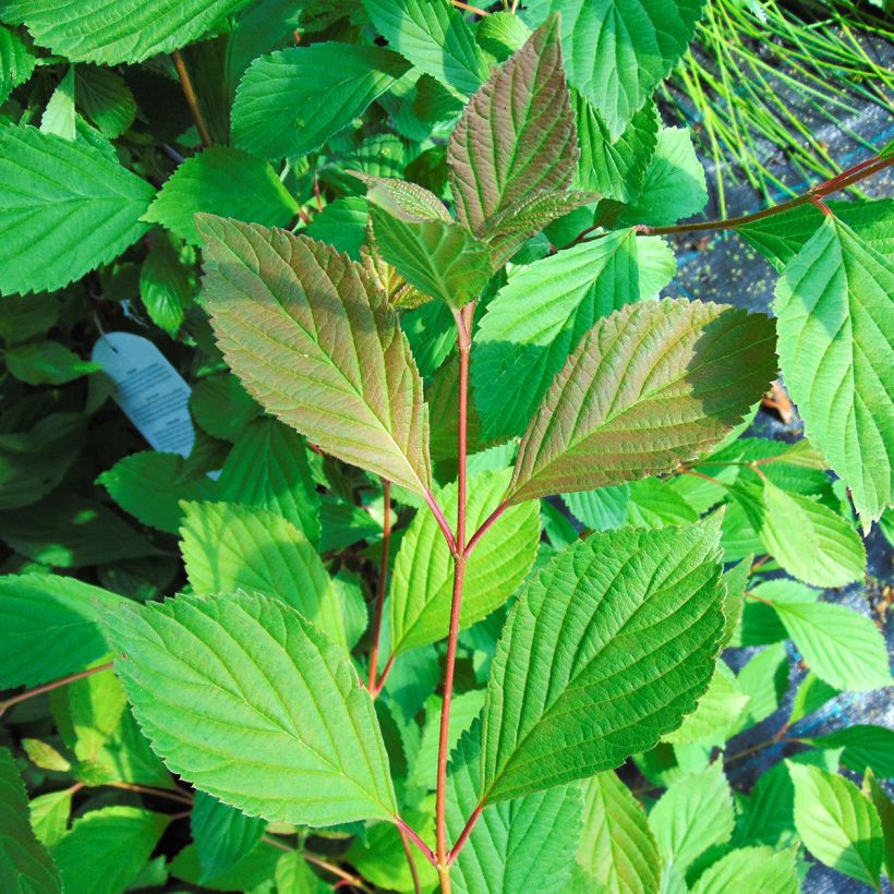Viburnum farreri (Fogliame)