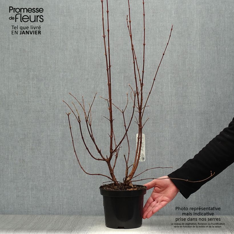 Viburnum farreri Vaso da 2L/3L esemplare consegnato in inverno