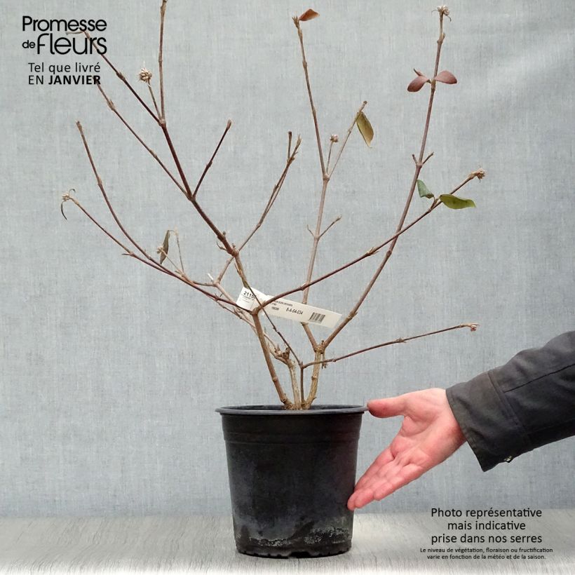 Viburnum burkwoodii Mohawk Vaso da 4L/5L esemplare consegnato in inverno