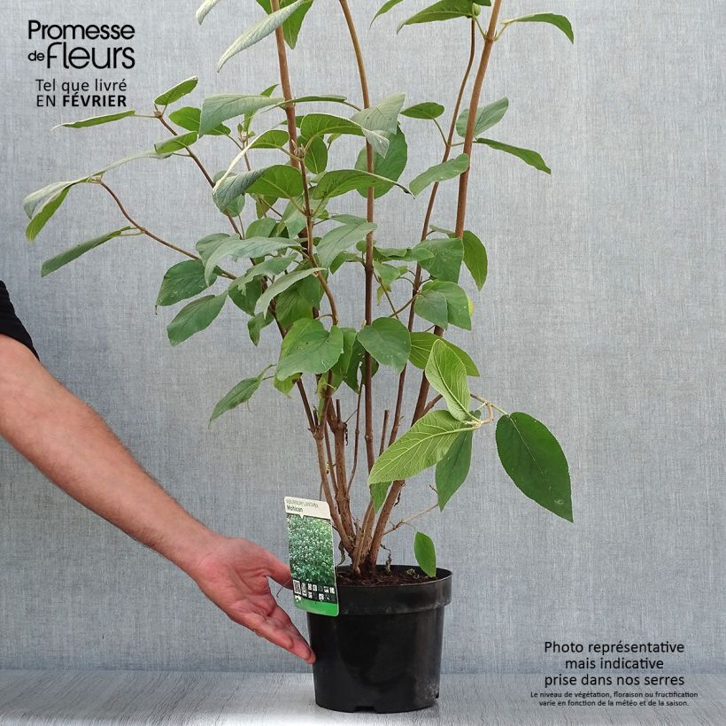 Esemplare di Viburnum lantana Mohican Vaso da 3L/4L come consegnato in autunno