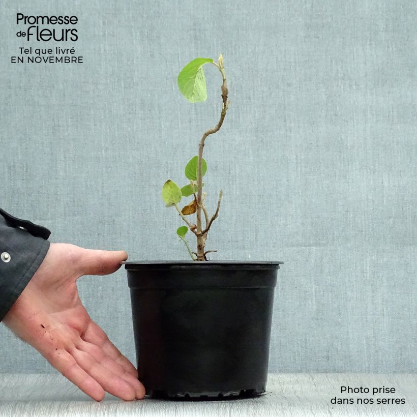 Esemplare di Viburnum lantana Vaso da 1,5L/2L come consegnato in autunno