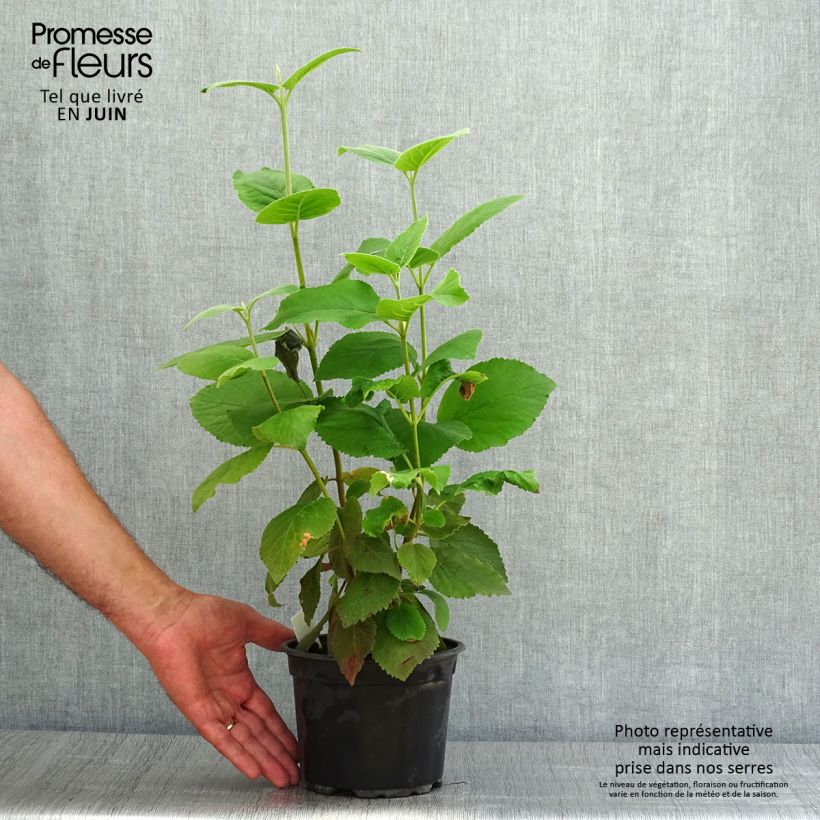 Esemplare di Viburnum lantana Vaso da 1,5L/2L consegnato in estate