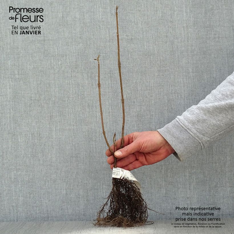 Viburnum lantana Piante piccole a radice nuda esemplare consegnato in inverno