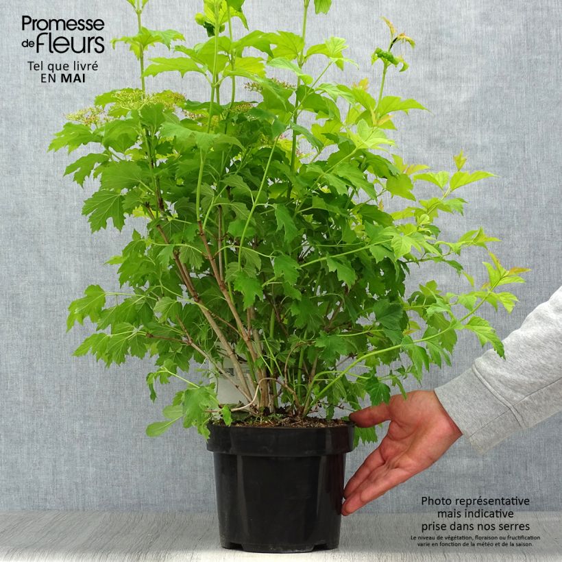 Viburnum opulus Park Harvest - Oppio Vaso da 2L/3L esemplare consegnato in primavera