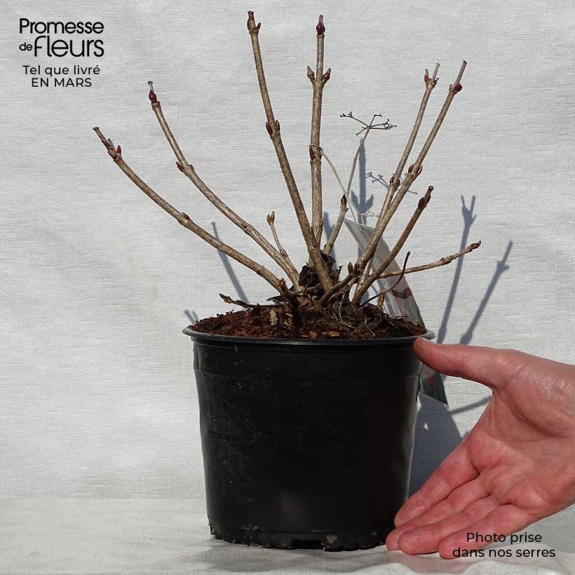 Viburnum opulus Compactum - Oppio Vasetto da 8/9 cm esemplare consegnato in primavera