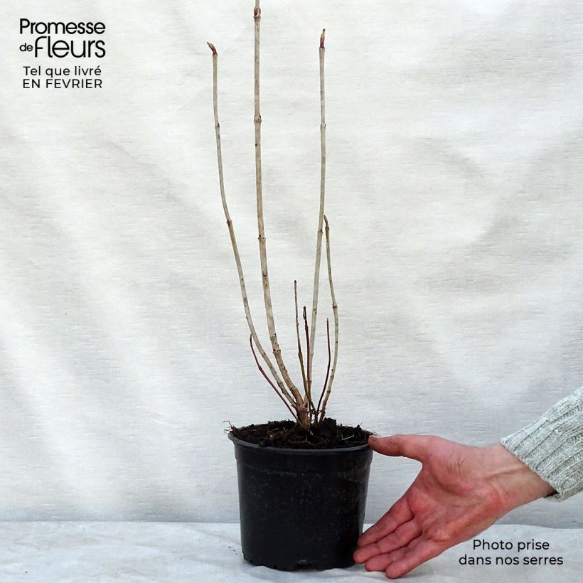 Viburnum opulus - Oppio Vaso da 2L/3L esemplare consegnato in inverno