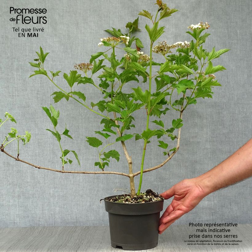 Viburnum opulus - Oppio Vaso da 2L/3L esemplare consegnato in primavera
