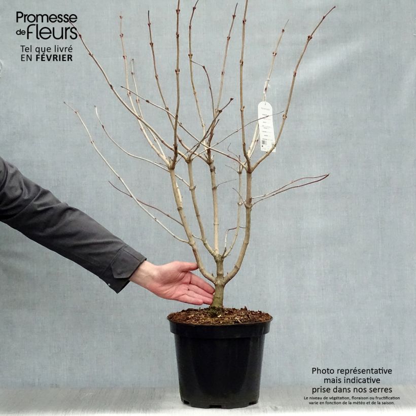 Viburnum opulus - Oppio Vaso da 7,5L/10L esemplare consegnato in inverno