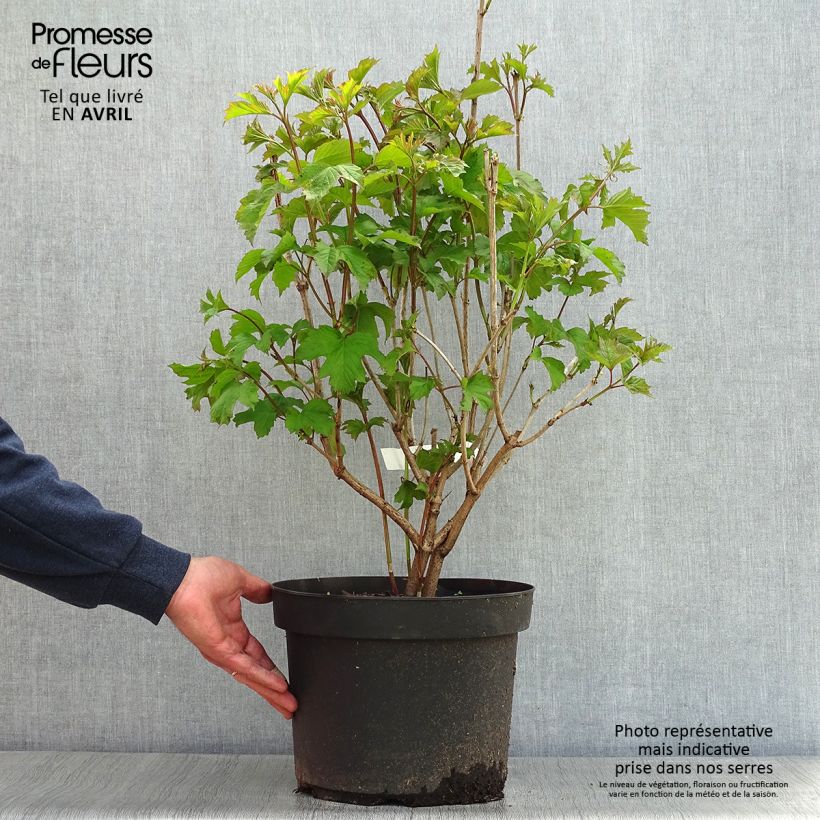 Viburnum opulus - Oppio Vaso da 7,5L/10L esemplare consegnato in primavera