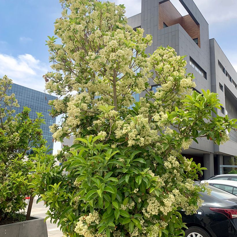 Viburnum odoratissimum - Viburno dolce (Porto)