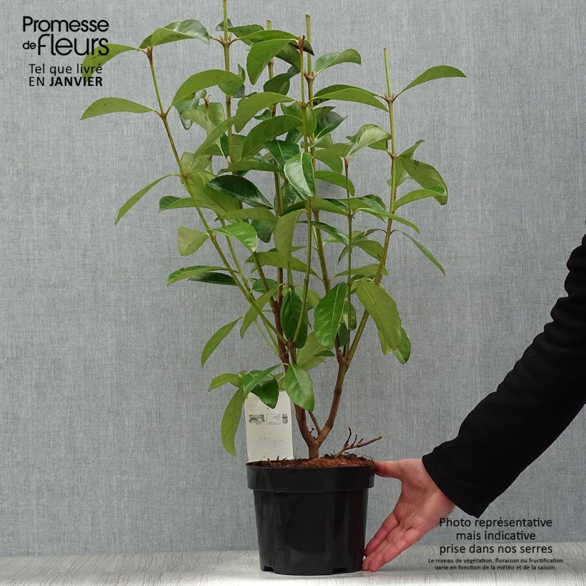 Viburnum odoratissimum - Viburno dolce Vaso da 2L/3L esemplare consegnato in inverno