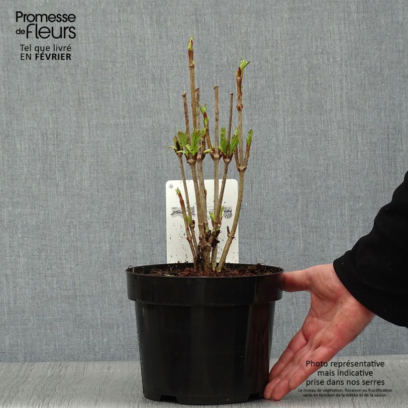 Viburnum trilobum Bailey Compact Vaso da 3L/4L esemplare consegnato in inverno