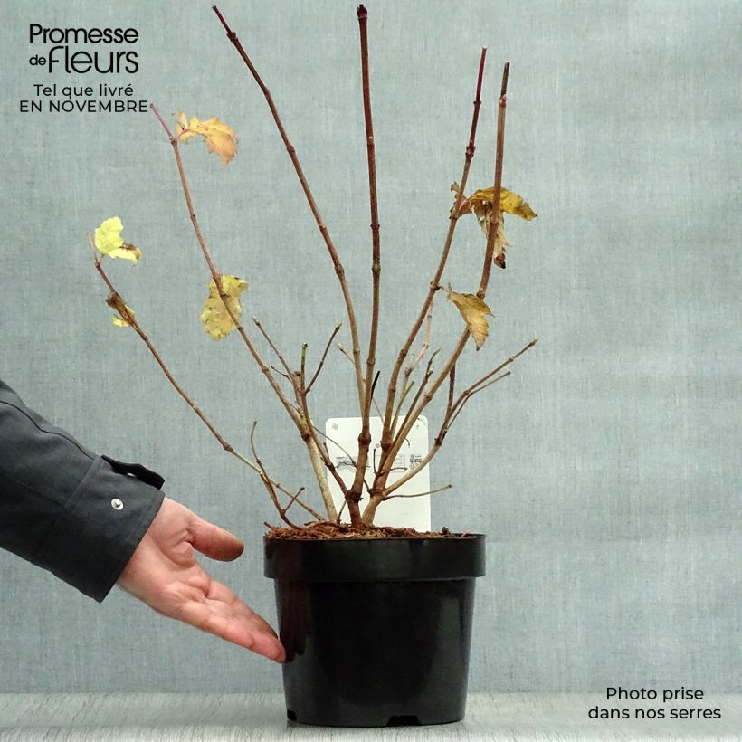 Esemplare di Viburnum trilobum Wentworth Vaso da 3L/4L come consegnato in autunno