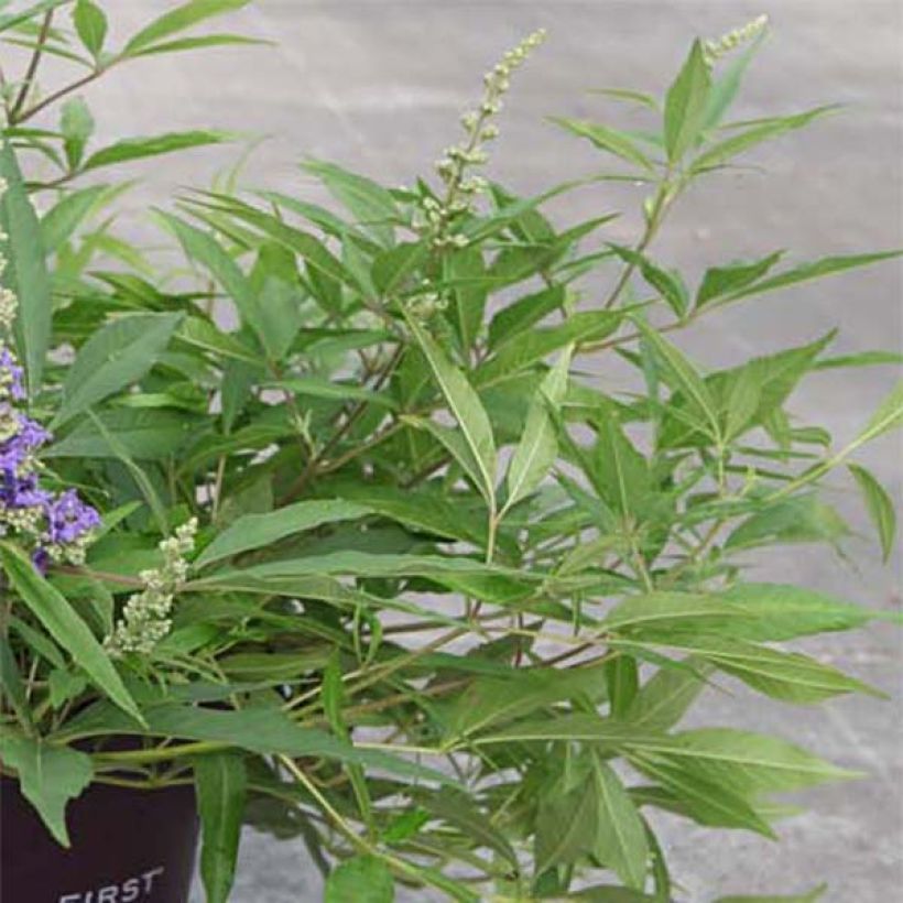 Vitex agnus-castus Blue Puffball - Agnocasto (Fogliame)