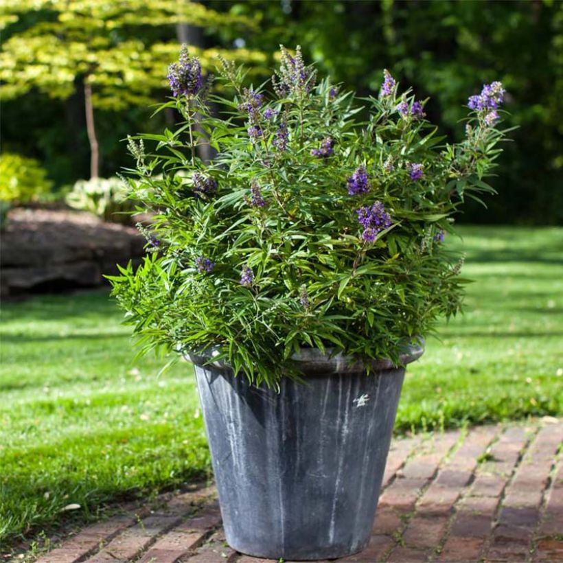 Vitex agnus-castus Blue Puffball - Agnocasto (Porto)