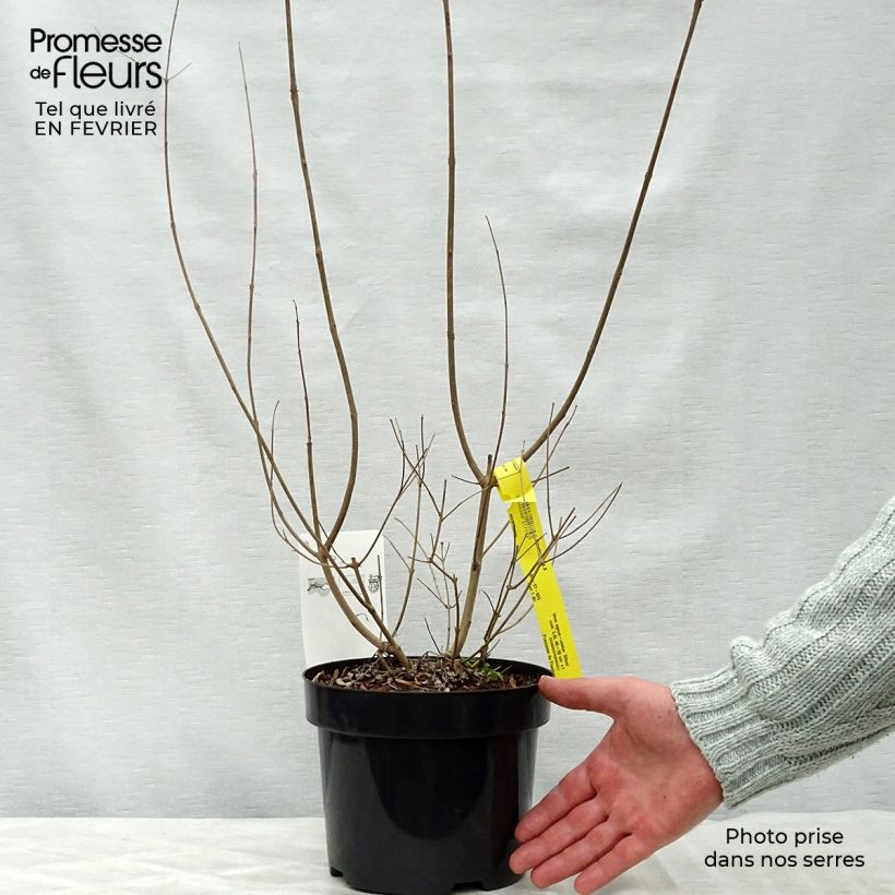 Vitex agnus-castus Albus - Agnocasto Vaso da 3L/4L esemplare consegnato in inverno