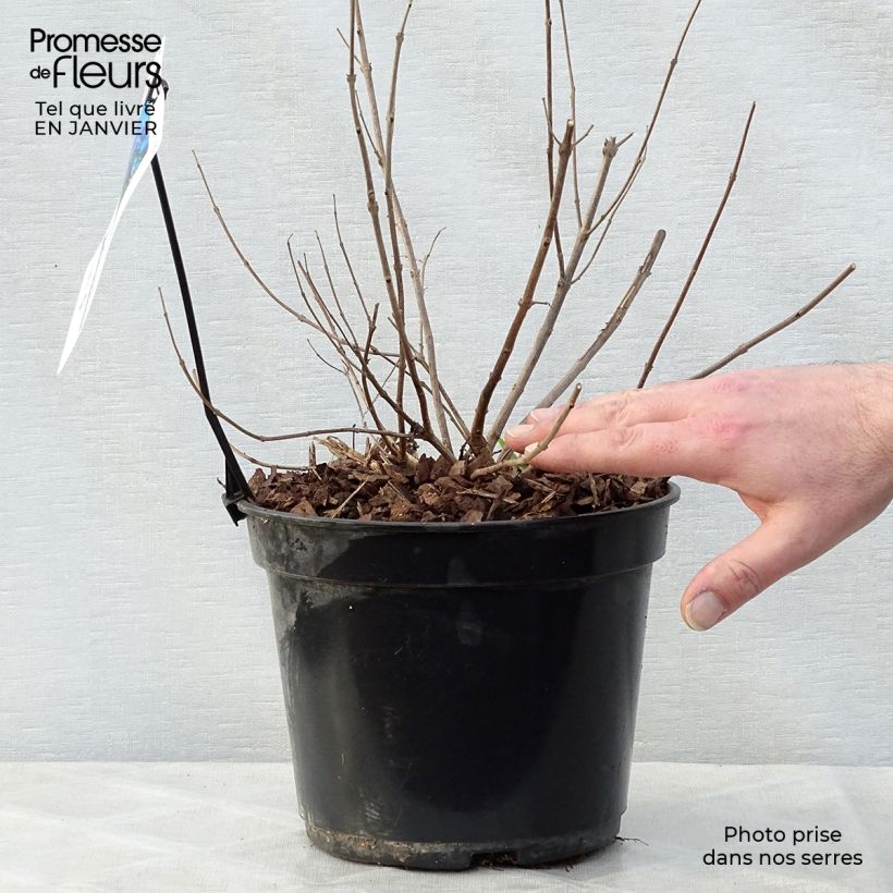 Vitex agnus-castus Delta Blues - Agnocasto Vaso da 3L/4L esemplare consegnato in inverno