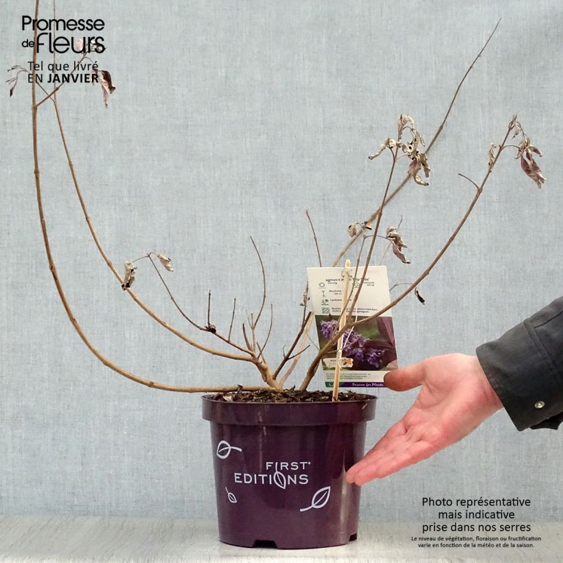 Vitex agnus-castus Flip Side - Agnocasto Vaso da 3L/4L esemplare consegnato in inverno