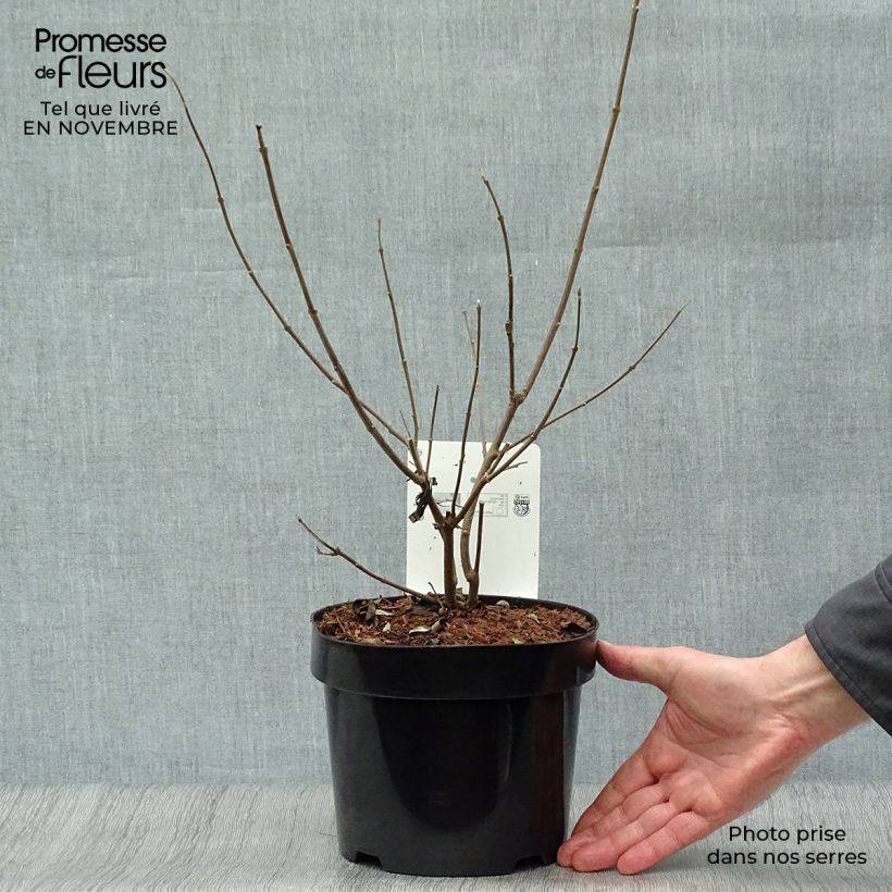 Esemplare di Vitex agnus-castus Latifolia - Agnocasto Vaso da 2L/3L come consegnato in autunno