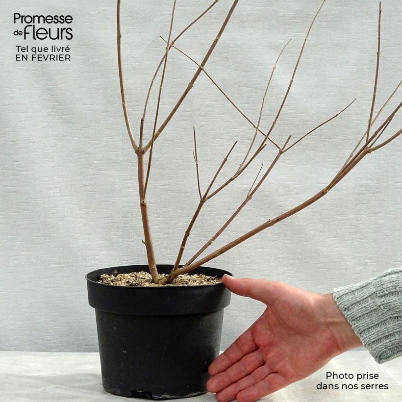 Vitex agnus-castus Latifolia - Agnocasto Vaso da 2L/3L esemplare consegnato in inverno