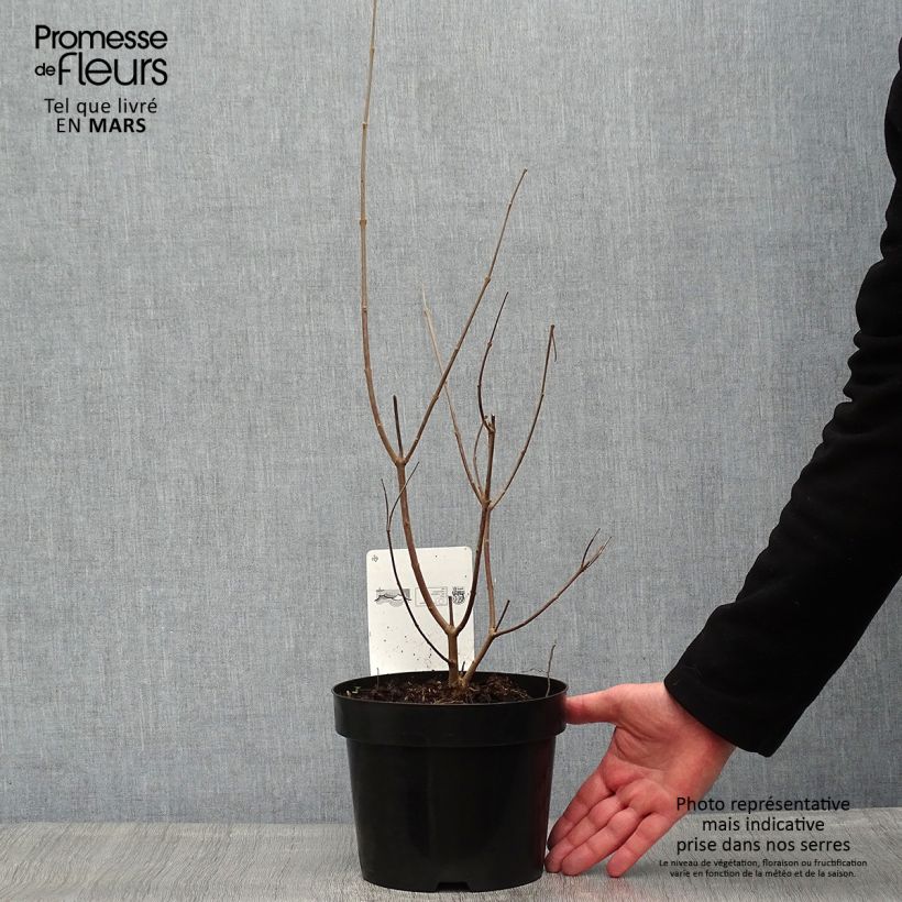 Vitex agnus-castus Latifolia - Agnocasto Vaso da 2L/3L esemplare consegnato in primavera