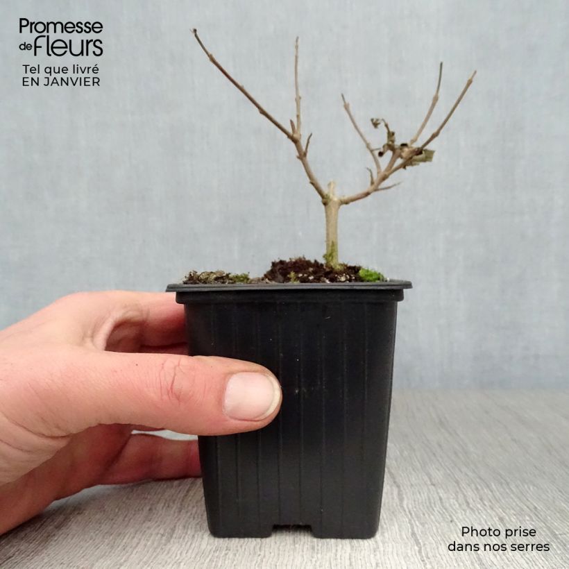 Vitex agnus-castus Latifolia - Agnocasto Vasetto da 8/9 cm esemplare consegnato in inverno