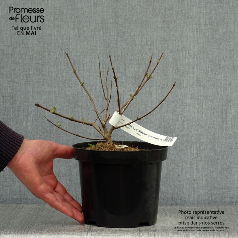 Vitex agnus-castus Magical Summertime Blues - Agnocasto Vaso da 2L/3L esemplare consegnato in primavera