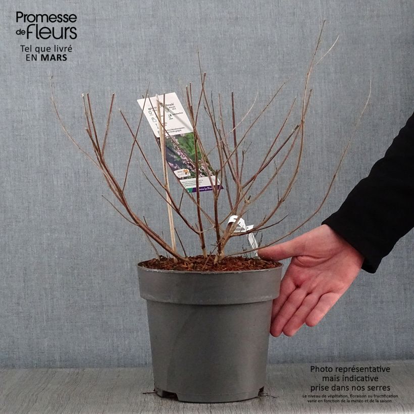 Vitex agnus-castus Pink Pinnacle - Agnocasto Vaso da 3L/4L esemplare consegnato in inverno