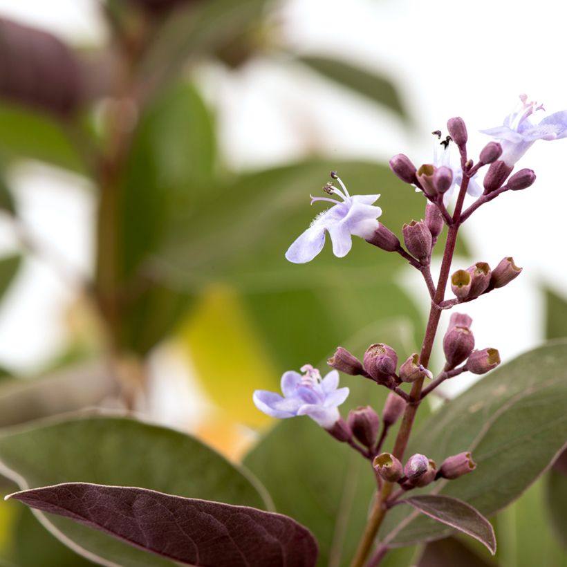 Vitex trifolia Purpurea (Fioritura)