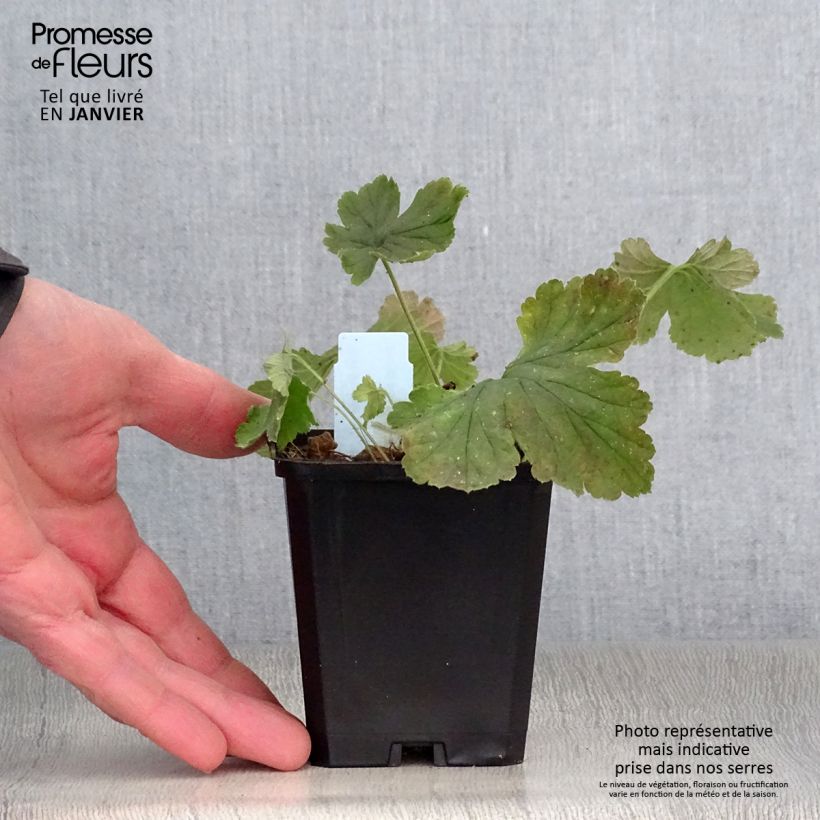 Waldsteinia geoides Vasetto da 8/9 cm esemplare consegnato in inverno