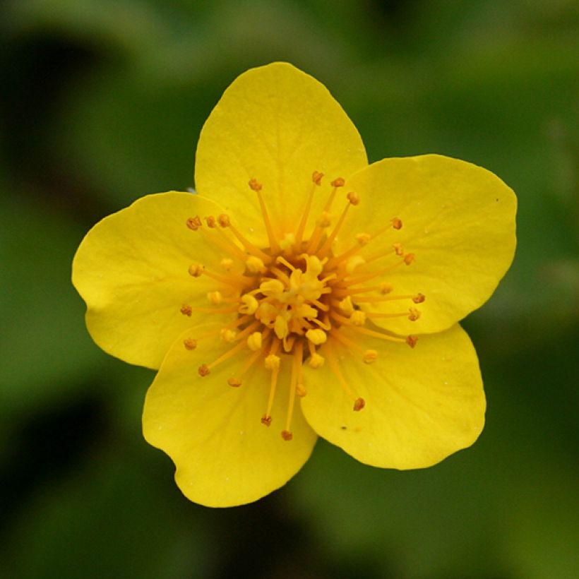 Waldsteinia ternata - Fragola sterile (Fioritura)