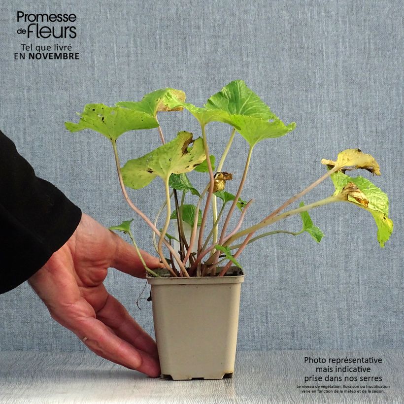 Esemplare di Wasabi japonica Vasetto da 8/9 cm come consegnato in autunno