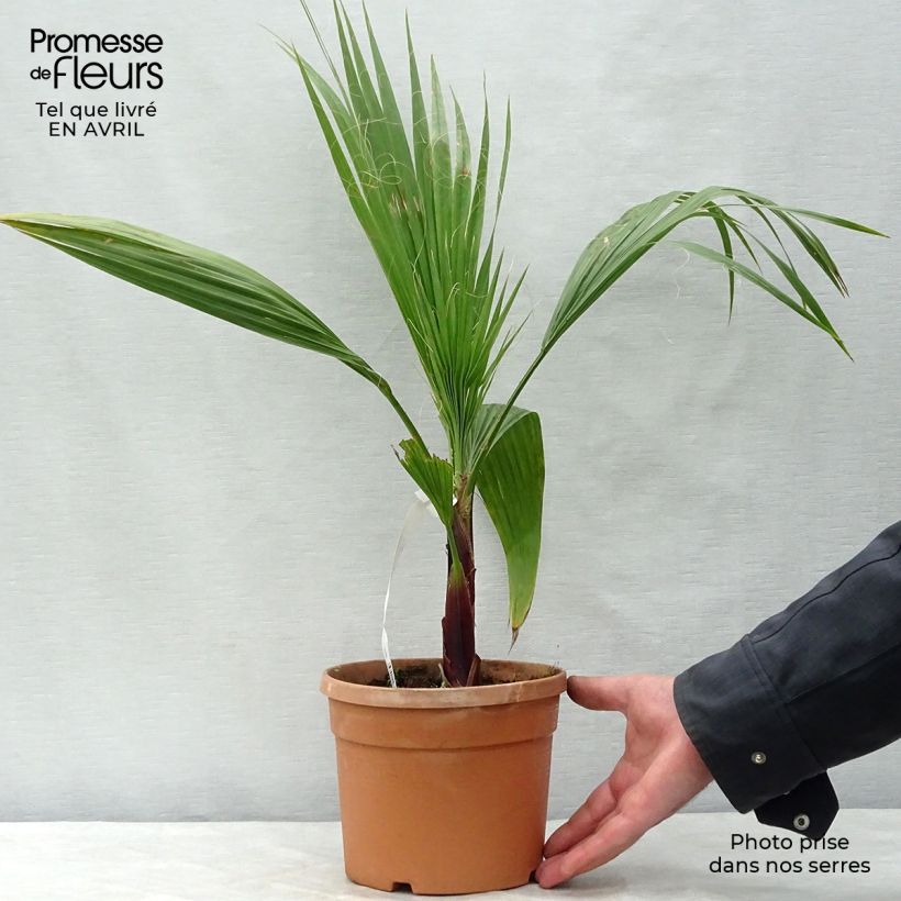 Washingtonia robusta - Palma messicana Vaso da 2L/3L esemplare consegnato in primavera