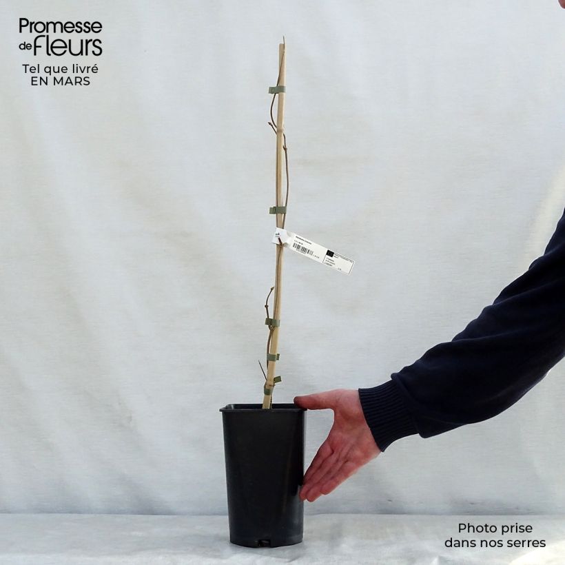 Dregea sinensis - Wattakaka Vaso da 2L/3L esemplare consegnato in primavera