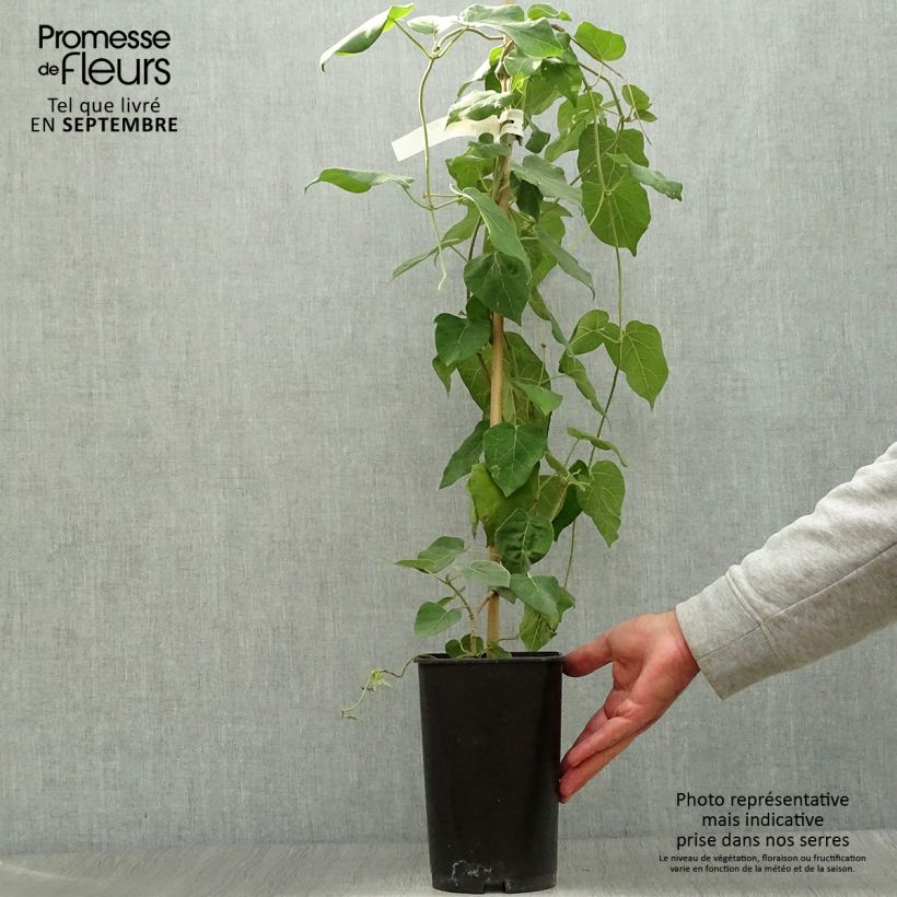 Esemplare di Dregea sinensis - Wattakaka Vaso da 2L/3L come consegnato in autunno