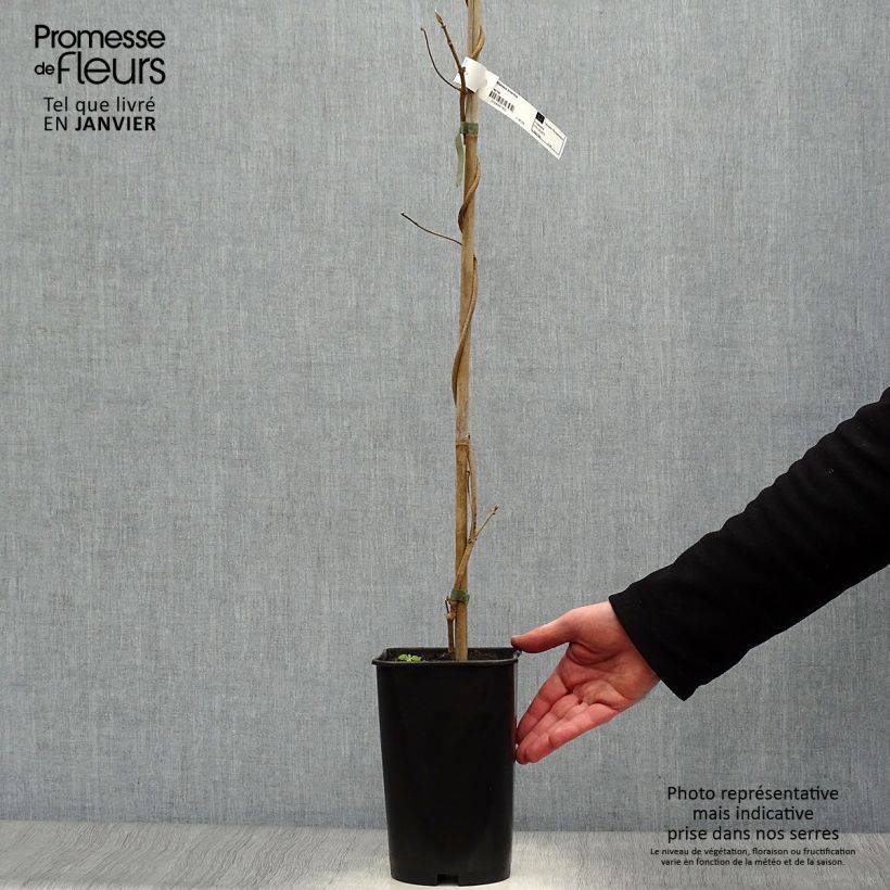 Dregea sinensis - Wattakaka Vaso da 2L/3L esemplare consegnato in inverno