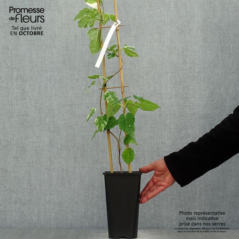 Esemplare di Wattakaka sinensis Variegata Vaso da 2L/3L come consegnato in autunno