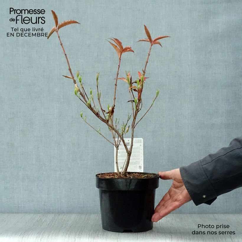 Weigelia All Summer Red Vaso da 3L/4L esemplare consegnato in inverno