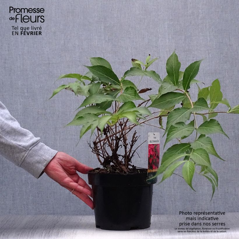 Esemplare di Weigelia All Summer Red Vaso da 3L/4L come consegnato in autunno