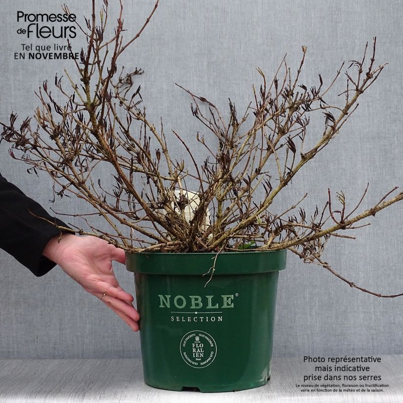 Esemplare di Weigelia All Summer Red Vaso da 7,5L/10L come consegnato in autunno