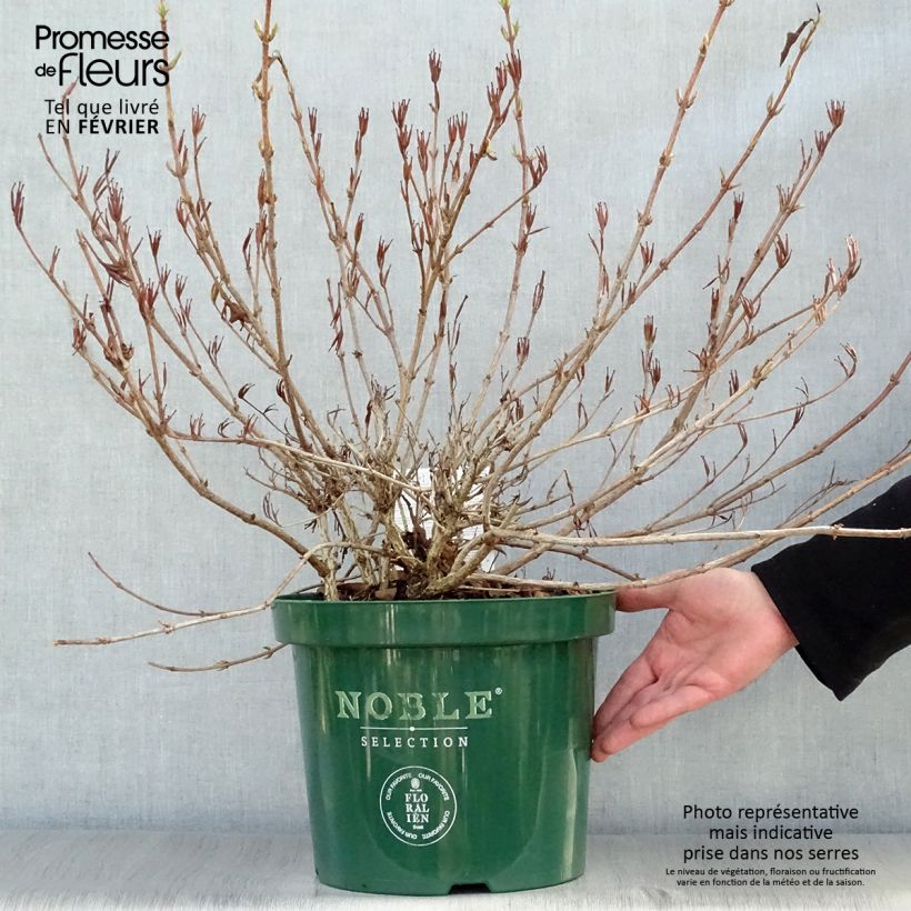 Weigelia All Summer Red Vaso da 7,5L/10L esemplare consegnato in inverno