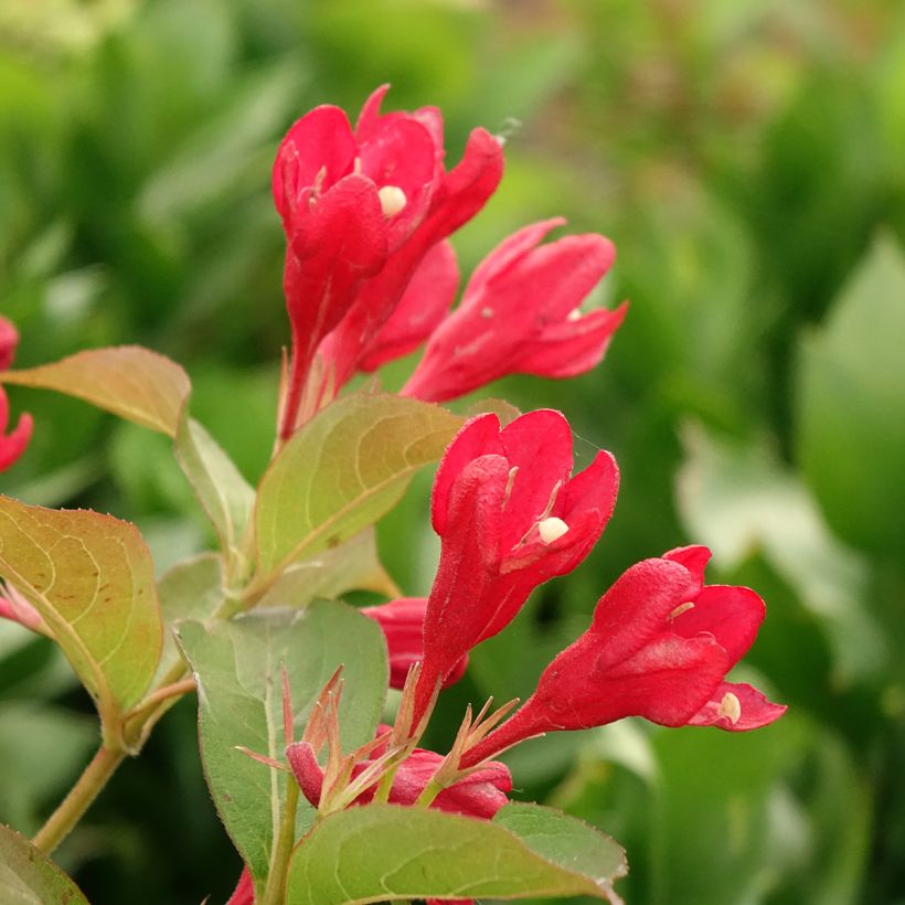 Weigelia All Summer Red (Fioritura)