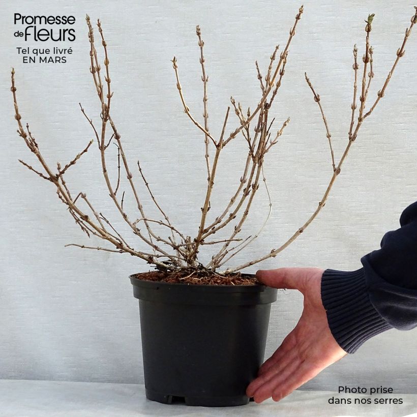 Weigelia Black and White Vaso da 3L/4L esemplare consegnato in primavera