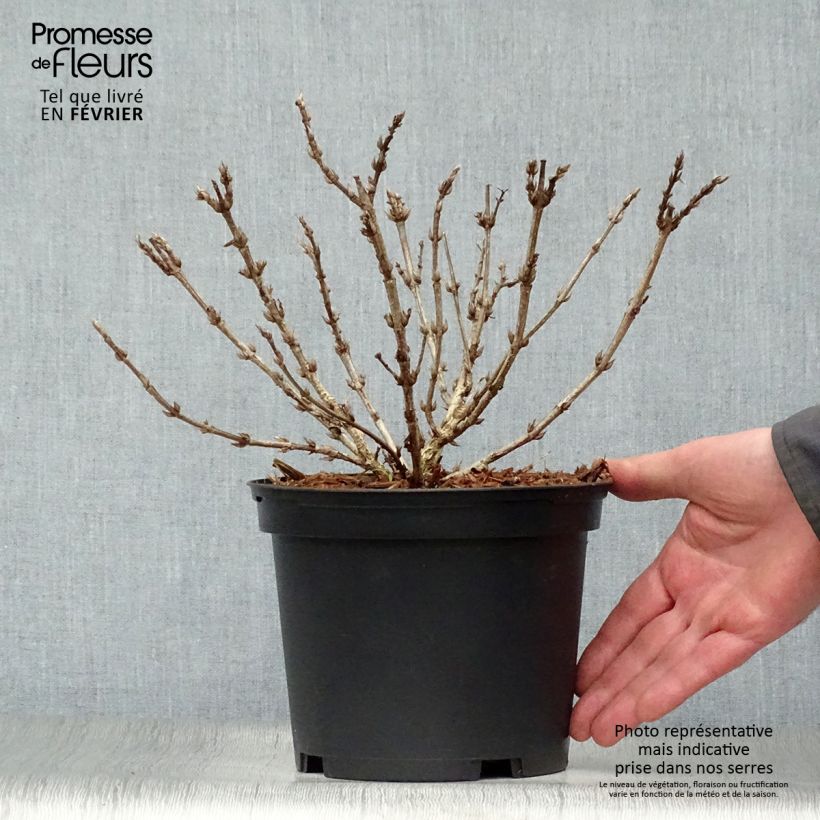 Weigelia Black and White Vaso da 3L/4L esemplare consegnato in inverno