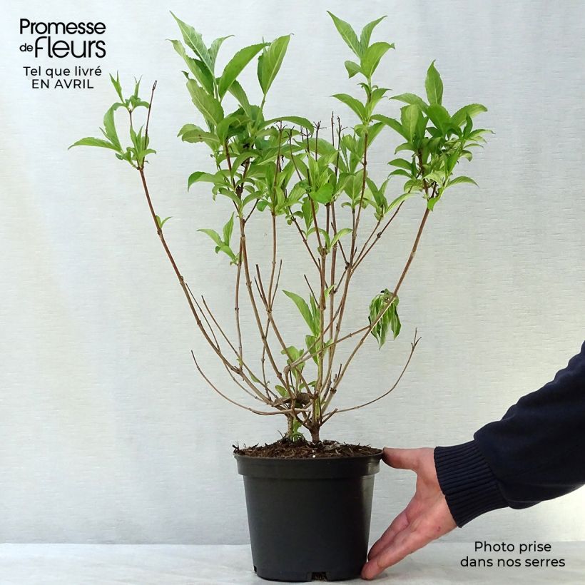 Weigelia Candida Vaso da 3L/4L esemplare consegnato in primavera