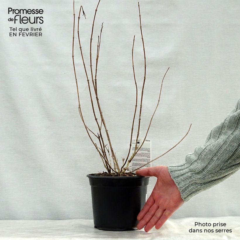 Weigelia Bristol Ruby Vaso da 2L/3L esemplare consegnato in inverno