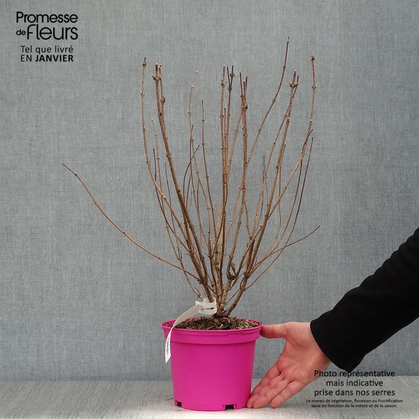 Weigelia Kosteriana Variegata Vaso da 2L/3L esemplare consegnato in inverno