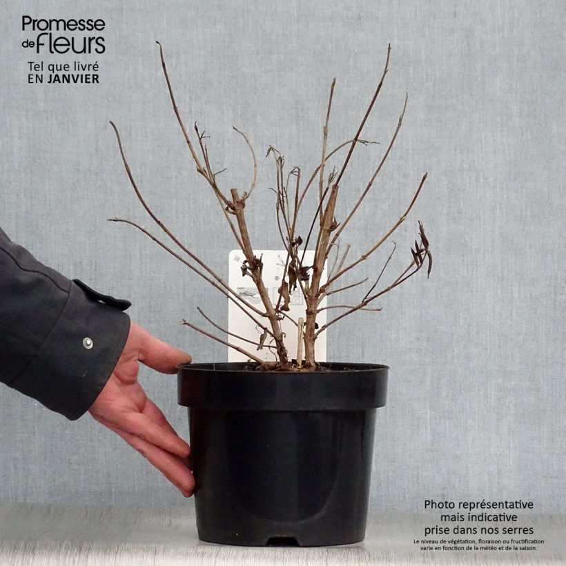 Weigelia Milk and Honey Vaso da 2L/3L esemplare consegnato in inverno